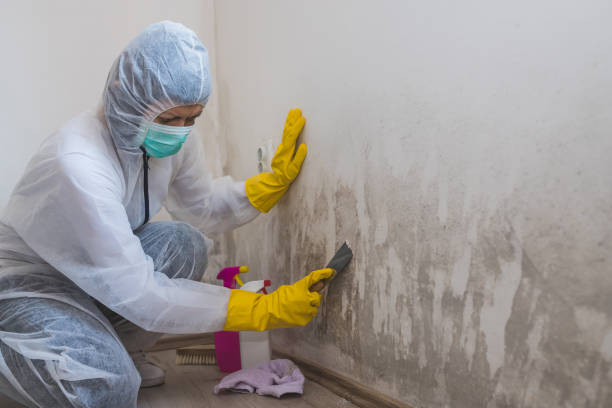 Why You Should Choose Our Mold Remediation Services in Middleville, MI